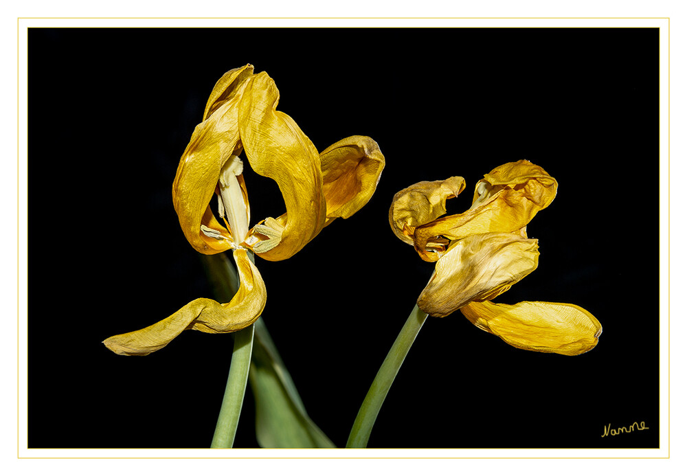 Verblüht
Schlüsselwörter: Tulpe; gelb