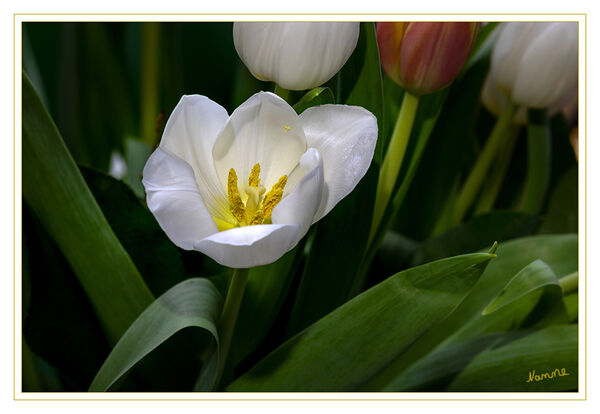 14 - Weiß
Wer mehrere Jahre Freude an seinen Tulpen haben möchte, sollte robuste botanische Arten und Wildtulpen pflanzen. Von den Hybridsorten gelten Darwin-Tulpen, Lilienblütige Tulpen und Viridiflora-Tulpen als besonders ausdauernd.
laut mein-schoener-garten
2020
Schlüsselwörter: Tulpe