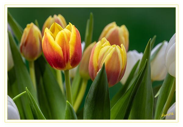 Bunt
Die Tulpen bilden eine Pflanzengattung in der Familie der Liliengewächse. Die etwa 150 Arten sind in Nordafrika und über Europa bis Zentralasien verbreitet. Zahlreiche Hybriden werden als Zierpflanzen in Parks und Gärten sowie als Schnittblumen verwendet. laut Wikipedia
Schlüsselwörter: Tulpe