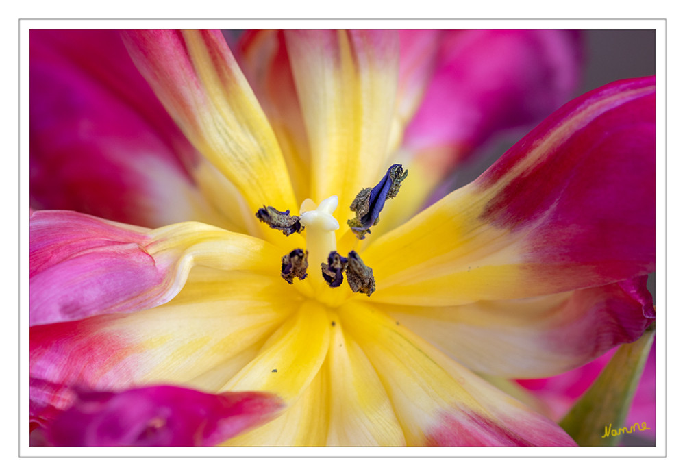 Tulpe nah heran
(Tulipa) bilden eine Pflanzengattung in der Familie der Liliengewächse (Liliaceae). Die etwa 150 Arten sind in Nordafrika und über Europa bis Zentralasien verbreitet. Zahlreiche Hybriden werden als Zierpflanzen in Parks und Gärten sowie als Schnittblumen verwendet. lt. Wikipedia
Schlüsselwörter: 2026