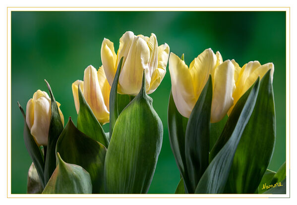 Gelb
Das Gebiet mit der höchsten Artenvielfalt der Tulpen liegt in häufig unzugänglichen Steppen und Bergregionen Mittelasiens. Die natürliche Variabilität vieler Tulpenarten ist deshalb nicht ausreichend untersucht und verstanden. Aus diesem Grunde sind in der Fachliteratur durch verschiedene Autoren bis zu 150 verschiedene in der Natur vorkommende Tulpenarten beschrieben. laut Wikipedia
Schlüsselwörter: Tulpe