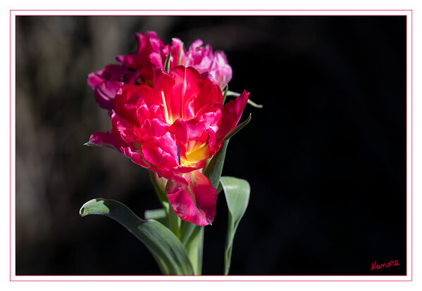 Rot
Eine der größten und bekanntesten Gattungen unter den Zwiebelpflanzen ist die Tulpe. Jeder kennt sie, die meisten lieben sie und als Frühjahrsblüher ist sie im Garten genauso beliebt wie als Schnittblume in der Vase. laut baldur-garten
Schlüsselwörter: Tulpe