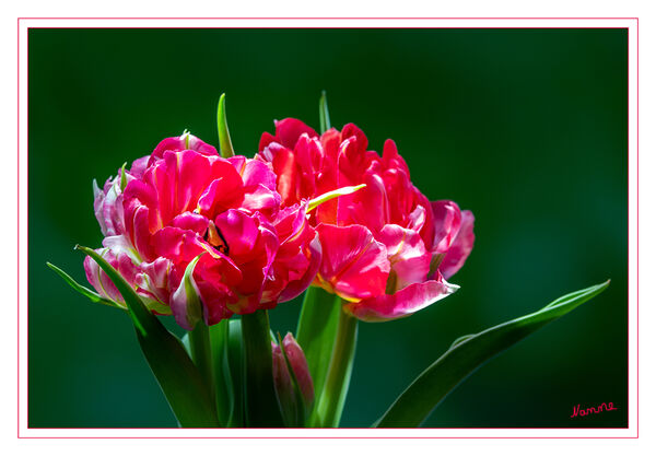 Rot
Tulpen haben eine bewegte Vergangenheit. Bereits im alten Persien wurden sie als Gartenzierden angepflanzt. Sie waren ebenfalls der Grund für die sogenannte „Tulpenmanie“ im 17. Jahrhundert in Holland. Es wurden utopische Preise für angeblich neue Tulpensorten bezahlt bis die Spekulationsblase in sich zusammenbrach.
laut baldur-garten
Schlüsselwörter: Tulpe