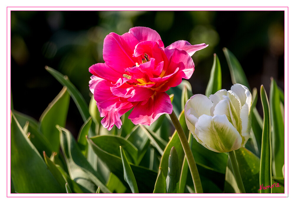 Tulpen
Tulpen waren und sind nach wie vor außerordentlich beliebte Zwiebelpflanzen. Kein Garten kommt ohne ihnen aus, denn sie gehören zu farbkräftigsten Blumen im Frühling. Ob auf dem Balkon oder der Terrasse, im Garten oder geschnitten in der Vase - Tulpen nutzen jede Möglichkeit, die Blicke auf sich zu lenken und Eindruck zu hinterlassen. laut .baldur-garten
