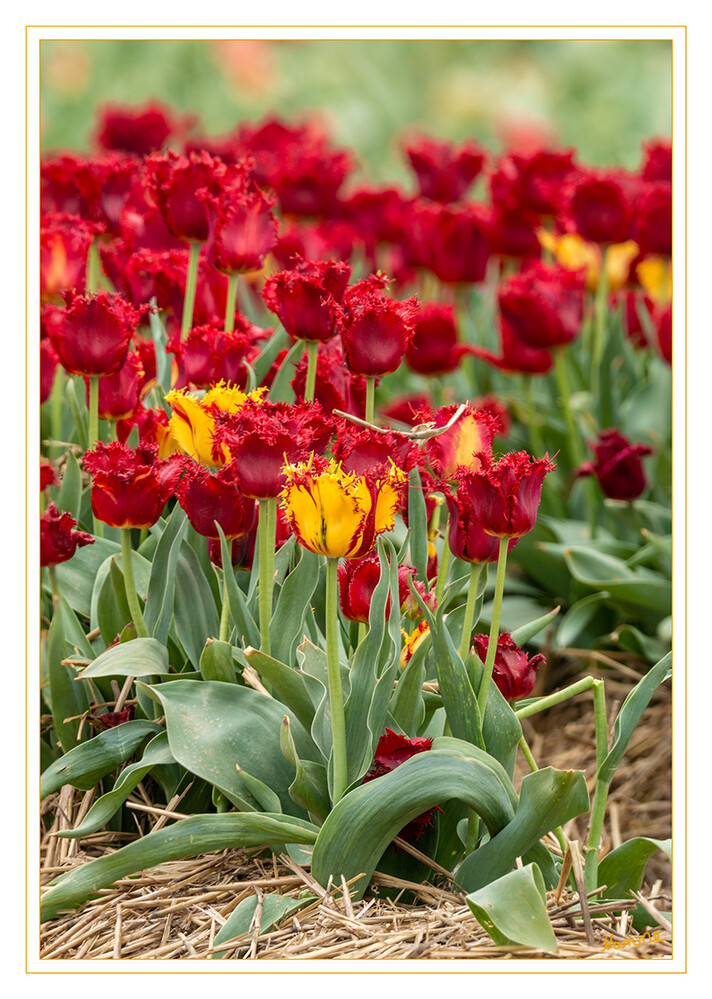 Farbenfroh
Schon Mitte des 17. Jahrhunderts hat sich bei den Tulpen durch intensive Kreuzung und Selektionszüchtung ein breites Sortenspektrum entwickelt. Bereits damals waren 800 verschiedene Tulpensorten im Handel. Heutzutage ist das Sortiment kaum noch zu überblicken – Experten schätzen, dass aktuell mindestens 5000 Arten und Sorten erhältlich sind. laut mein-schoener-garten
Schlüsselwörter: Tulpe