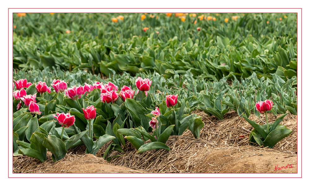Frühlingshauch
Tulpenfeld
Tulpen wachsen also vorzüglich in vollsonnigen, warmen Beeten, sofern der Boden locker, durchlässig und im Sommer nicht zu feucht ist. Viele kleinere botanische Tulpen und Wildarten fühlen sich auch im Steingarten wohl. laut mein-schoener-garten
Schlüsselwörter: Tulpe