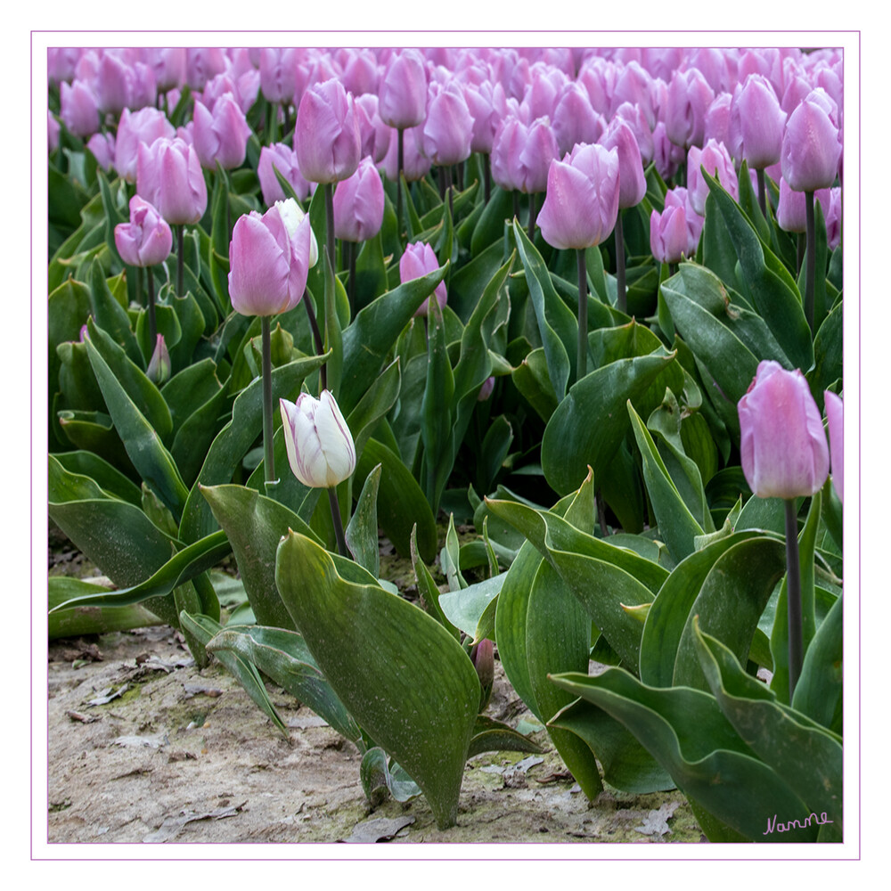 Die Farbe Lila
Schlüsselwörter: Tulpe