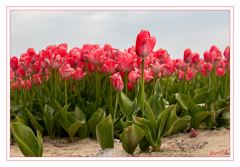 Die Farbe Rot
Der charakteristische Blütenkelch – bei den Hybridsorten meist nur einer pro Stängel – öffnet sich mit zunehmender Blühdauer immer weiter, bis die Blütenblätter abfallen und nur noch der große Stempel mit den Staubblättern im Innern zu sehen ist. Es gibt – bis auf reines Blau – Sorten in annähernd jeder Blütenfarbe und auch mit verschiedensten Farbkombinationen.  laut mein-schoener-garten
Schlüsselwörter: Tulpe
