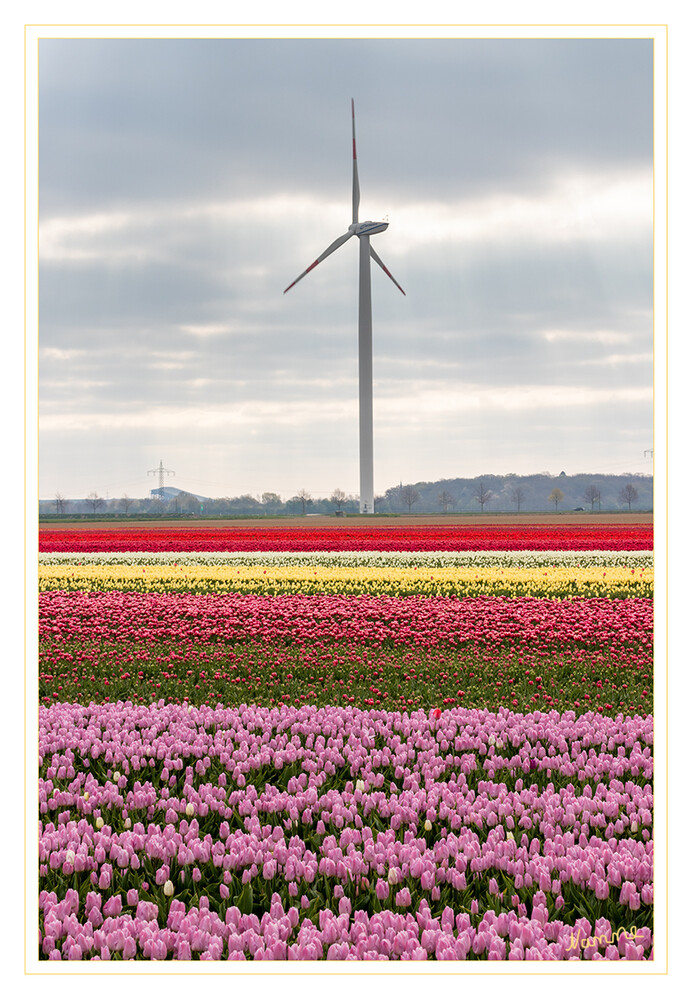 Tulpenfelder und Windrad
Eine der größten und bekanntesten Gattungen unter den Zwiebelpflanzen ist die Tulpe. Jeder kennt sie, die meisten lieben sie und als Frühjahrsblüher ist sie im Garten genauso beliebt wie als Schnittblume in der Vase. Der Name leitet sich vom persischen Begriff „toliban“ ab, dessen Bedeutung sinngemäß Turban ist. Vergleichbar mit der Tulpenblüte ist die Kopfbedeckung das oberste und prunkvollste Merkmal einer Persönlichkeit. laut baldur-garten
Schlüsselwörter: Tulpe