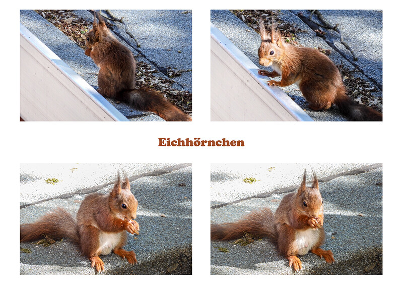 Bei der Arbeit
Eichhörnchen gehören zu den Allesfressern. Dabei variiert die Nahrung der Tiere je nach Jahreszeit. Sie besteht in erster Linie aus Beeren, Nüssen und anderen Früchten sowie Samen. Daneben werden auch Knospen, Rinde, Baumsaft, Blüten, Flechten, Körner, Pilze, Obst und wirbellose Tiere wie beispielsweise Würmer gefressen. laut Wikipedia
Schlüsselwörter: Eichhörnchen