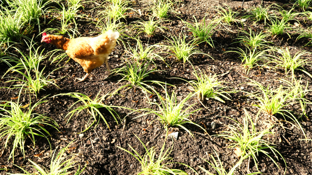 LaGa Neuss - Mit Huhn
Verena
Schlüsselwörter: 2026