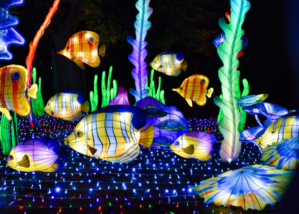 China Lights - Aquarium
Verena
Schlüsselwörter: 2025