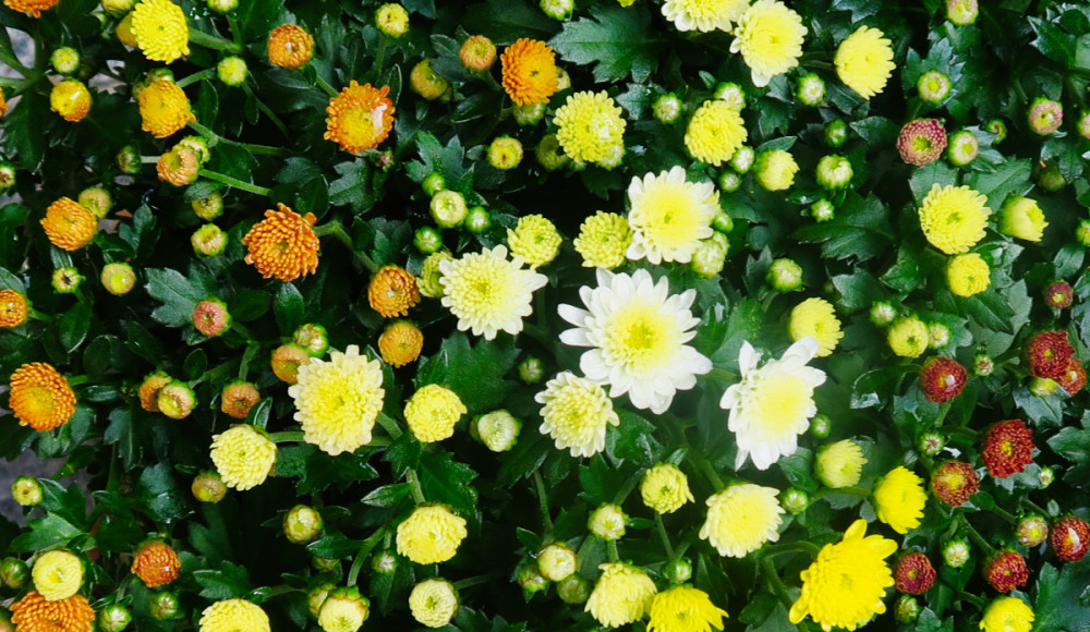 Alles was blüht  „Chrysanthemen"
Verena
Schlüsselwörter: 2026