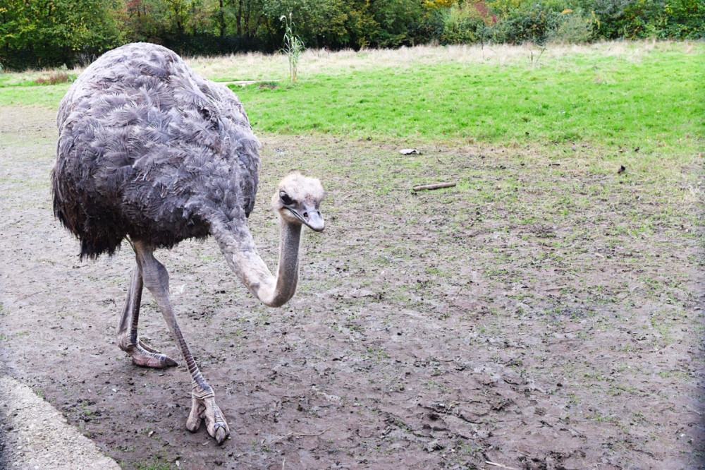 Tiergarten Kleve - Afrikanischer Blauhalsstrauß
Verena
Schlüsselwörter: 2025