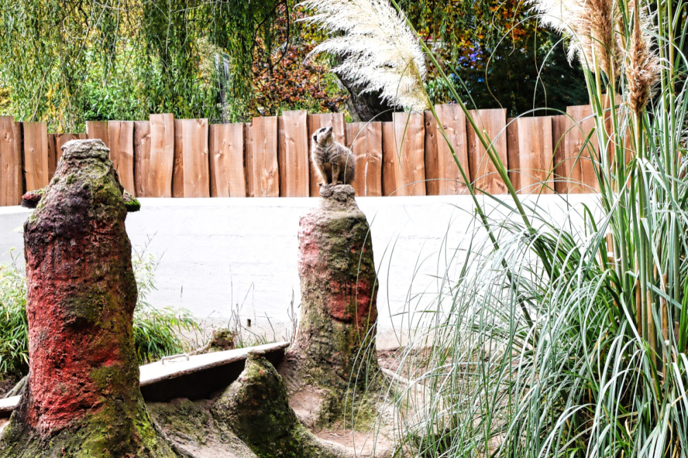 Tiergarten Kleve - Erdmännchen
Verena
Schlüsselwörter: 2025