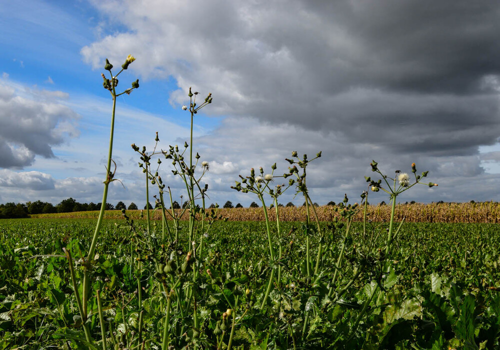 Landschaft "Felder im Herbst"
Verena
Schlüsselwörter: 2022