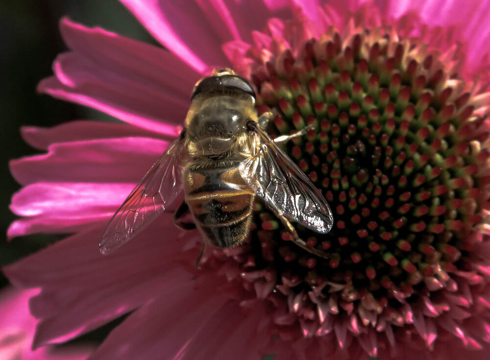 Tiere "Fliege"
Verena
Schlüsselwörter: 2022