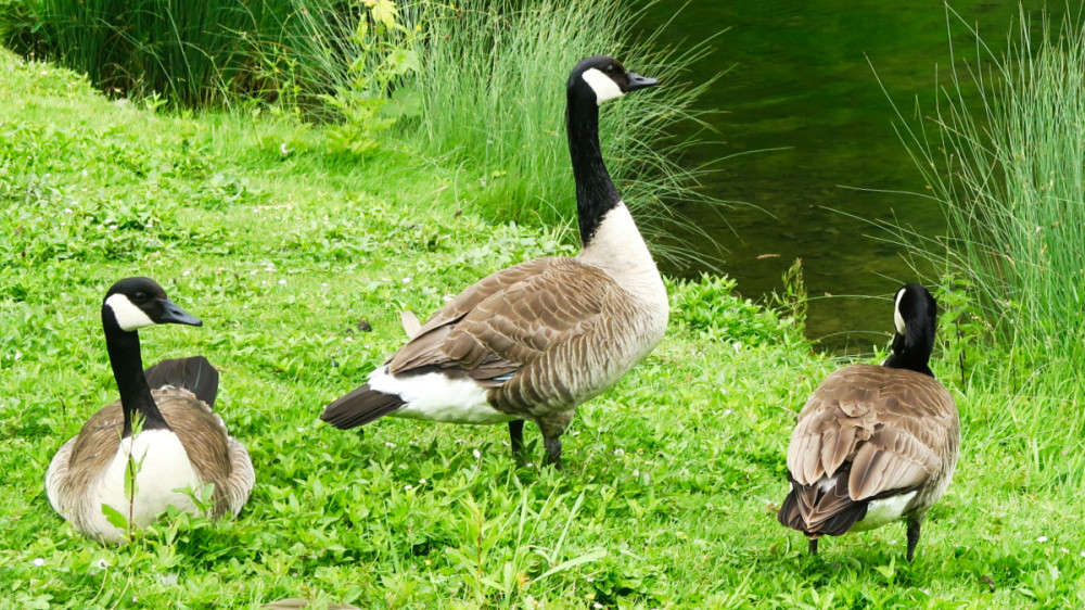 Tiere "Gänse"
Verena
Schlüsselwörter: 2026