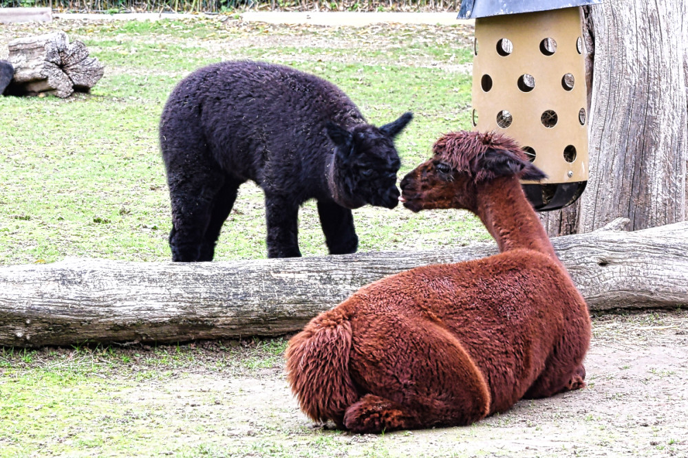 Tiergarten Kleve - Alpakas
Verena
Schlüsselwörter: 2025
