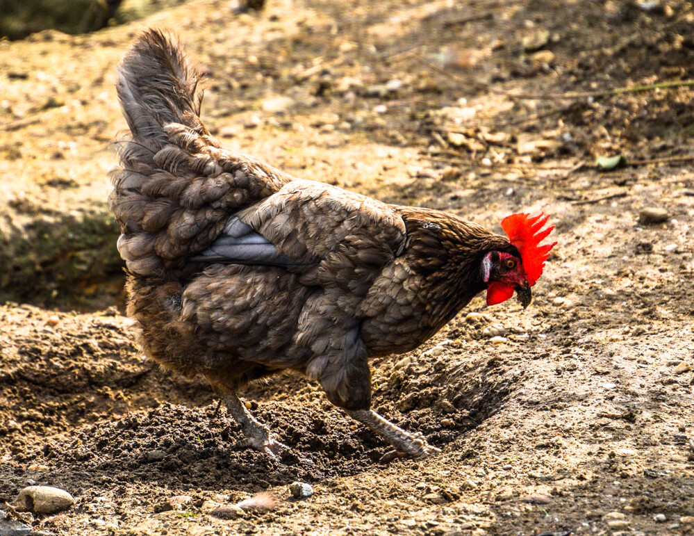 Tiere "Huhn"
Verena
Schlüsselwörter: 2022