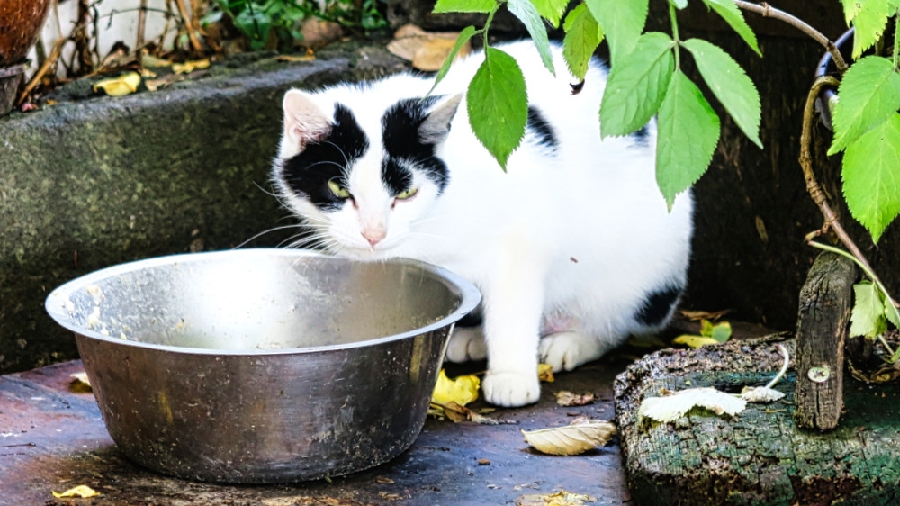 Tiere "Katze"
Verena
Schlüsselwörter: 2026