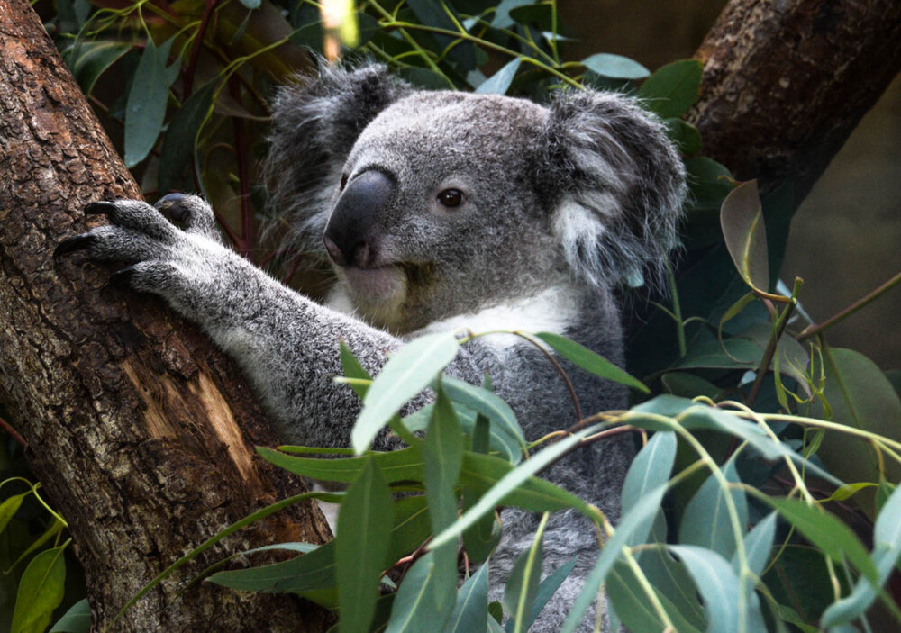 Tiere "Koala"
Zoo Duisburg
Verena
Schlüsselwörter: 2022