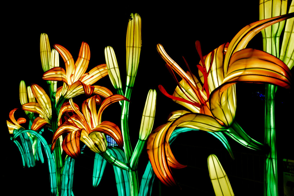 China Lights - Taglilien
Verena
Schlüsselwörter: 2025