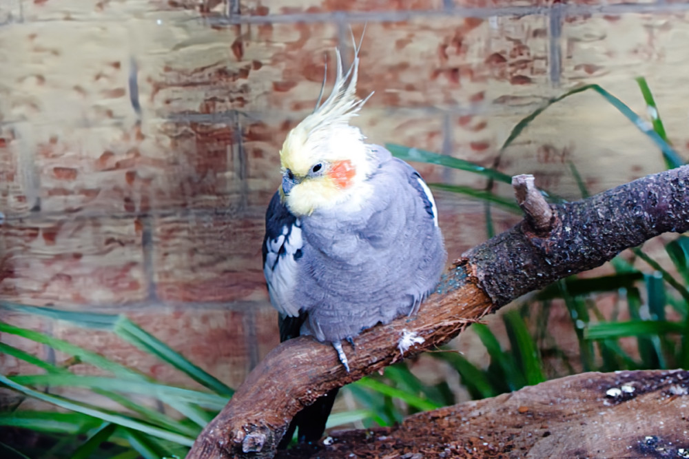 Tiergarten Kleve - Nymphensittiche
Verena
Schlüsselwörter: 2025