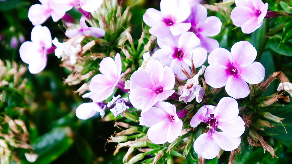 Alles was blüht "Phlox"
Verena
Schlüsselwörter: 2026