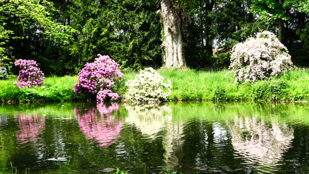 Spiegelung "Rhododendren"
Verena
Schlüsselwörter: 2026