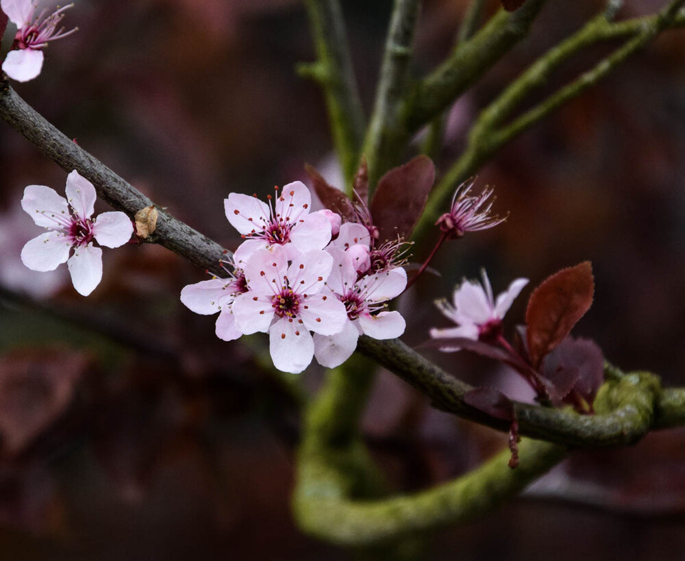 Nahaufnahmen „Rosa Blüte“
Verena
Schlüsselwörter: 2023