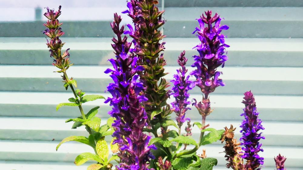 Alles was blüht  „Salvia"
Verena
Schlüsselwörter: 2026