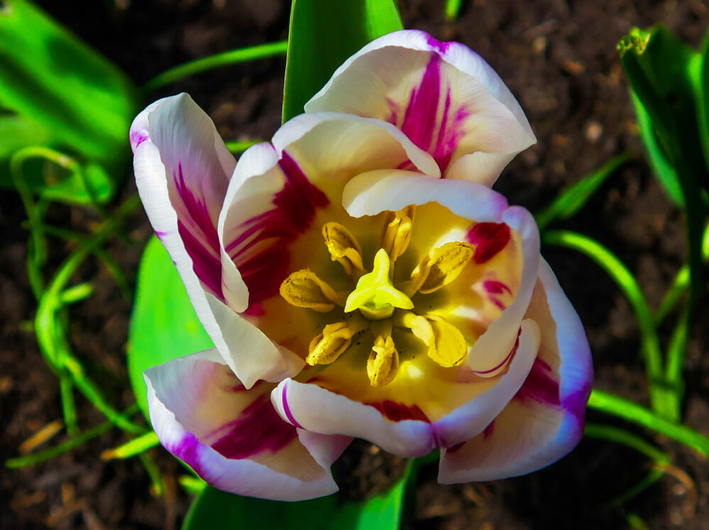 Nahaufnahme "Tulpenblüte von oben"
Verena
Schlüsselwörter: 2023