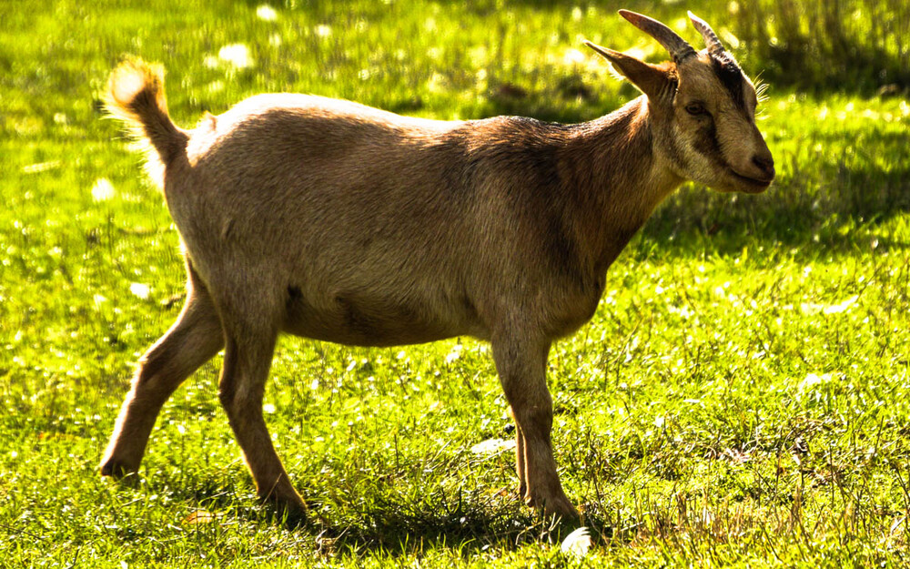 Tiere "Ziege"
Verena
Schlüsselwörter: 2022