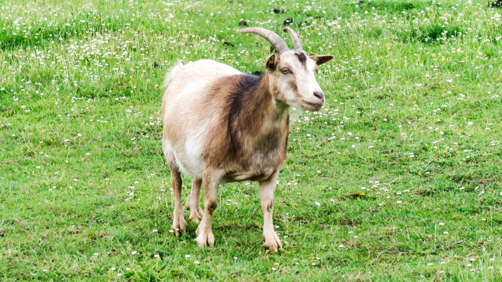Tiere "Ziege"
Verena
Schlüsselwörter: 2026