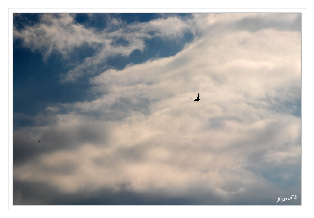 Weit, weit weg
Kleiner Vogel der sich schön vom Himmel abhebt.
