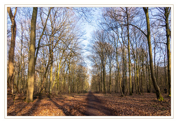 Januarfeeling
Im Wald bei Gohr
Schlüsselwörter: Wald; Gohr