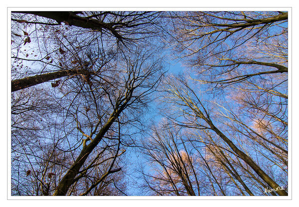 Käferperspektive
Schlüsselwörter: Wald; Gohr