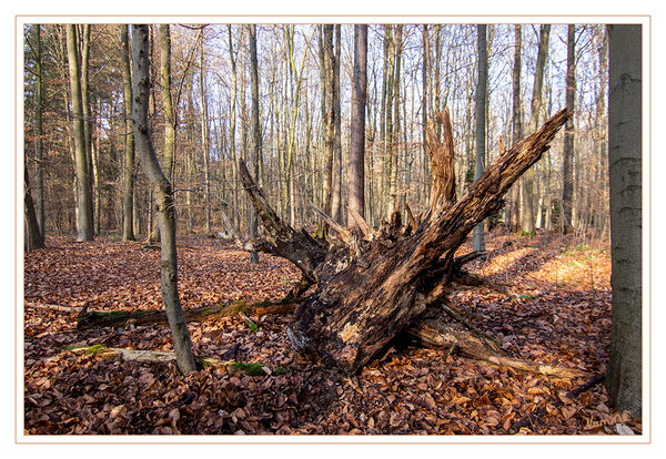 Vergänglichkeit
Schlüsselwörter: Wald; Gohr