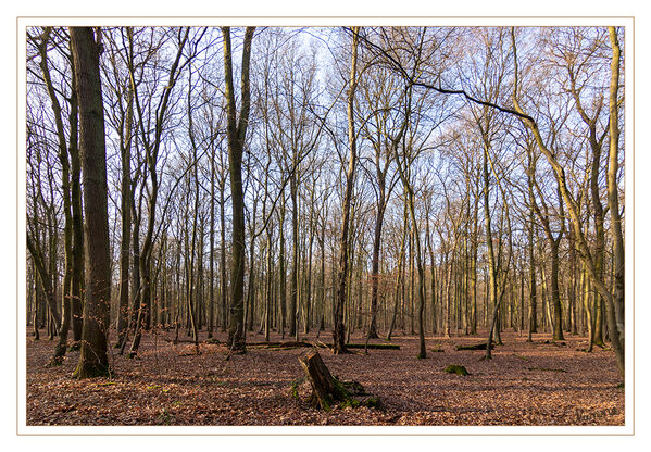 In Warteposition
Schlüsselwörter: Wald; Gohr