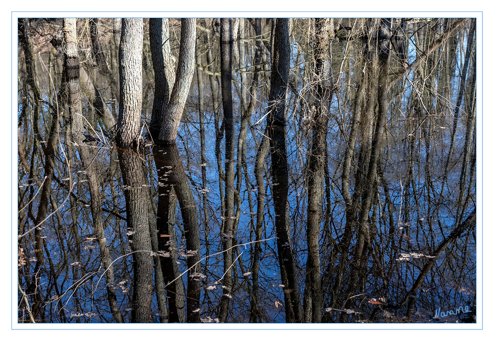 Blauer Himmel
Schlüsselwörter: Moor; Bäume;