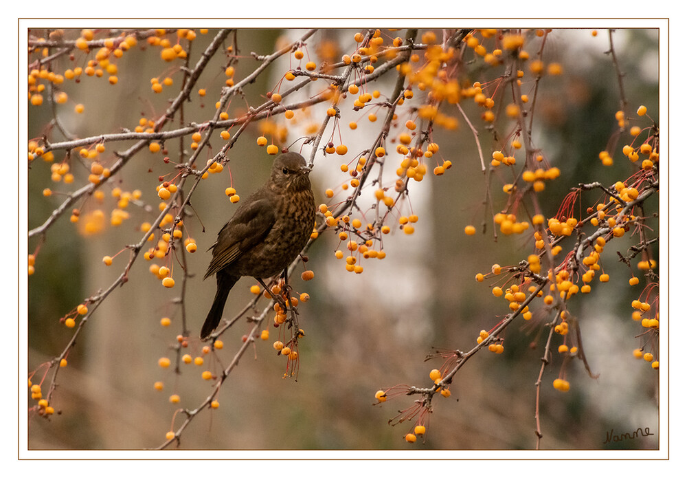 Weibliche Amsel
Die Amsel ist die einzige heimische Drossel, bei der sich die Geschlechter stark unterscheiden. Das Männchen ist ganz schwarz mit gelb-orangenem Schnabel, das Weibchen ist dunkelbraun mit gefleckter Brust und blassem Schnabel.
Schlüsselwörter: 2022