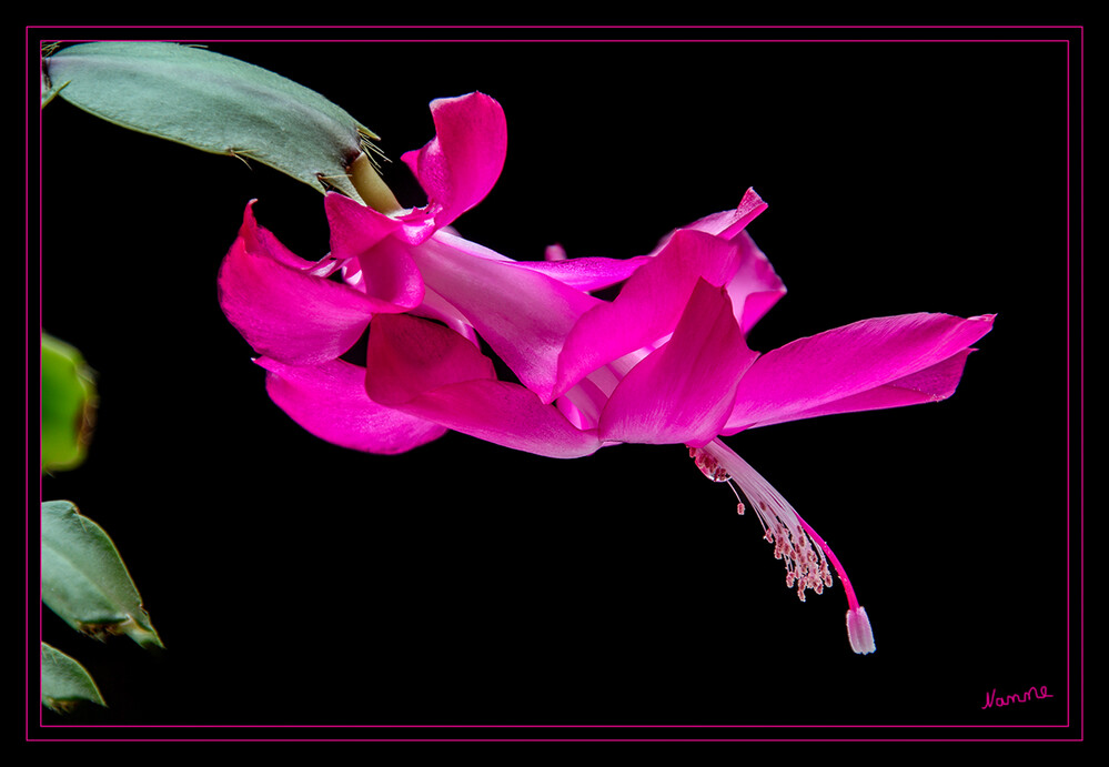 Weihnachtskaktusblüte
Schlumbergera ist eine Pflanzengattung aus der Familie der Kakteengewächse. Der botanische Name der Gattung ehrt den französischen Kakteensammler und -züchter Frédéric Schlumberger. Der deutsche Trivialname Weihnachtskakteen einiger Arten verweist auf die übliche Blütezeit der Pflanzen in Mitteleuropa. laut Wikipedia
