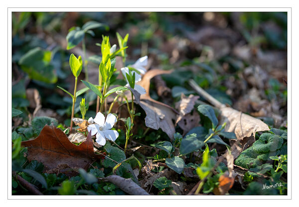 Frühlingserwachen
Schlüsselwörter: Weiß; Blüte