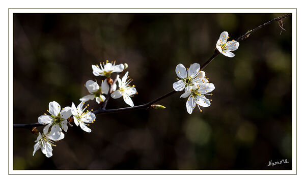 Frühlingserwachen
Schlüsselwörter: Weiß; Blüte