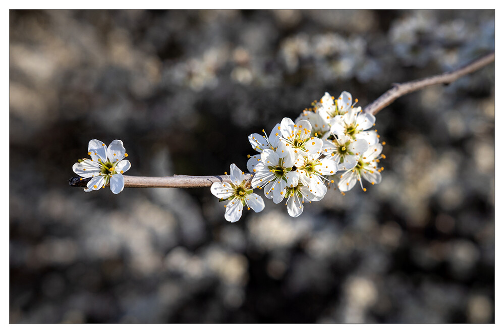 Frühlingserwachen "Weiße Blütenpracht"
Marianne
Schlüsselwörter: 2021