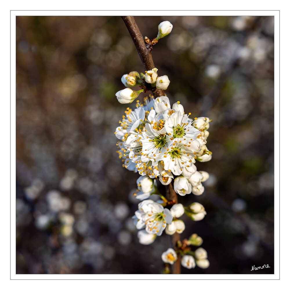 Weiße Blüten
der Frühling legt jetzt richtig los
Schlüsselwörter: weiß; Blüten; Frühling