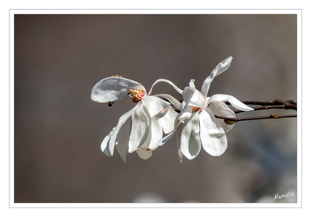 Stern-Magnolie
(Magnolia stellata) Die duftenden Blüten sind zwittrig und besitzen einen Durchmesser von 10 bis 15 Zentimeter. Jede Blüte besitzt 15 bis 36 weiße oder gelegentlich rosafarbene Blütenhüllblätter. Die äußeren drei Blütenhüllblätter sind kleiner, grünlich und fallen ab noch bevor sich die Blüte öffnet. Es sind zahlreiche, an ihre Basis rosafarbene bis violette Staubblätter und zahlreiche Stempel vorhanden. laut Wikipedia
Schlüsselwörter: Sternmagnolie; weiß; Blüten