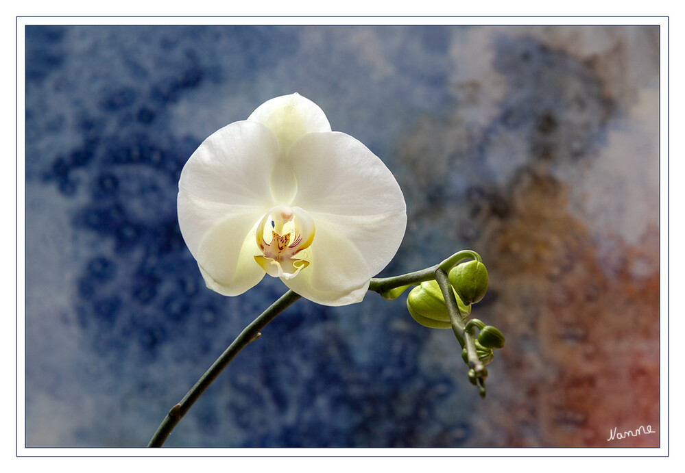47 - Weiße Orchidee
2021
