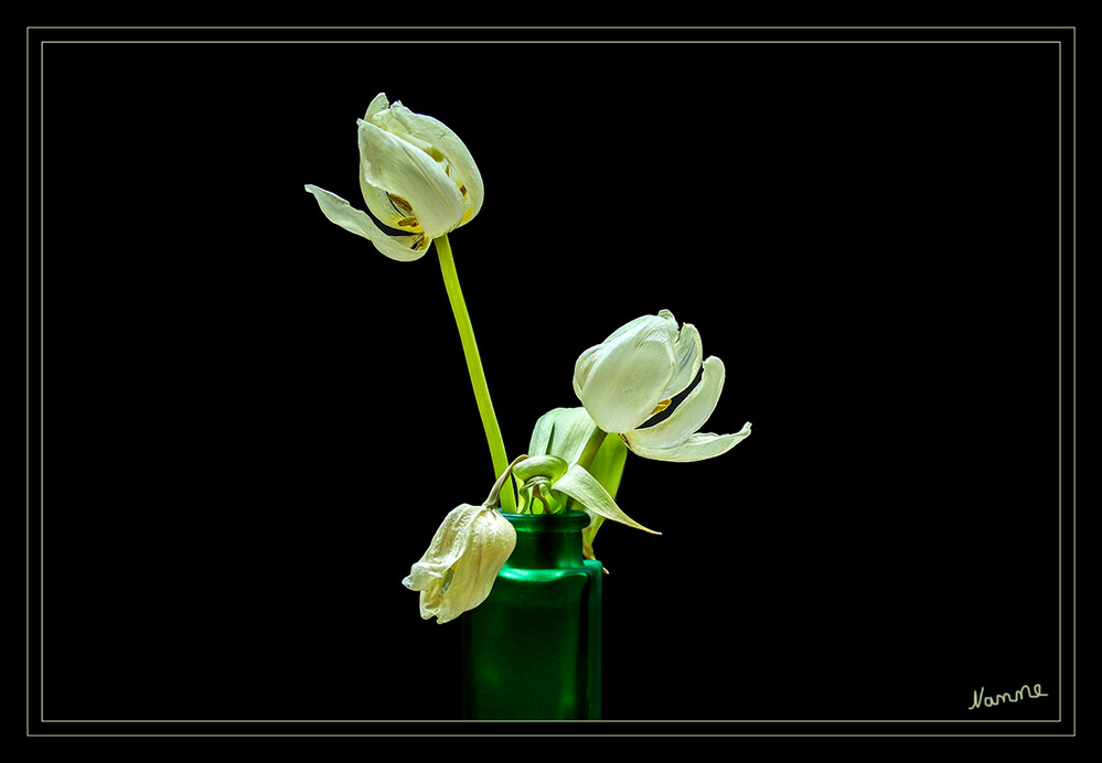 Verblüht
Von Weiß über Gelb, alle Rottöne, bis zu Violett und sogar Schwarz: Wenn es um Tulpen geht, sind der Vielfalt kaum Grenzen gesetzt. Tausende Sorten der beliebten Frühlingsblüher soll es geben. Schon im Januar bietet der Handel Tulpen als Schnittblumen an. Im Freiland blühen sie etwa von Ende März bis in den Mai hinein. laut ndr
Schlüsselwörter: Tulpe